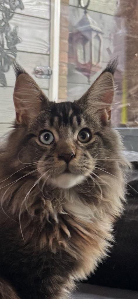 Maine coon dekkaters, Dieren en Toebehoren, Katten en Kittens | Dekkaters