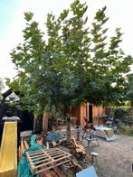 Plataan, boom, dakplataan, gratis ophalen, Tuin en Terras, Planten | Bomen, Ophalen, Bloeit niet, Volle zon, Overige soorten