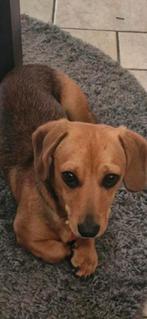 Honden  zoek een nieuw huis, Dieren en Toebehoren, Honden | Niet-rashonden, 1 tot 2 jaar, Eén hond, Nederland, Particulier