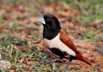 Driekleur nonnen, Dieren en Toebehoren, Meerdere dieren, Geringd