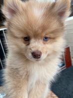 Nog 3 prachtige langharige merle pomsky pups !, Dieren en Toebehoren, Honden | Poolhonden, Keeshonden en Oertypen, Overige rassen