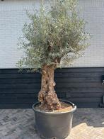 Olea europaea olijfboom 80/100 cm stam, 100 tot 250 cm, Olijfboom, Zomer, Ophalen