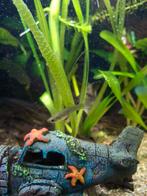 Vrouwtjes guppen en babys, Dieren en Toebehoren, Vissen | Aquariumvissen, Vis