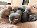Britse Kort haar kittens!!!, Dieren en Toebehoren, Katten en Kittens | Raskatten | Korthaar, Meerdere dieren
