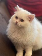 🐾 2 gezonde kittens:  Britse Langhaar met krullen 🐾, Dieren en Toebehoren, Meerdere dieren, Gechipt, 0 tot 2 jaar