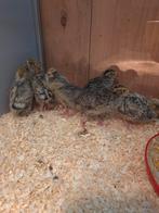 Japanse kwartels, Dieren en Toebehoren, Geslacht onbekend, Tropenvogel, Tam