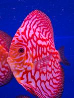 Discusvis discus 15/16cm, Dieren en Toebehoren, Vissen | Aquariumvissen, Vis