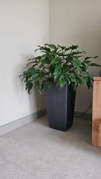 Bloempot binnen met plant, Ophalen, Nieuw, Binnen