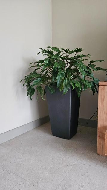 Bloempot binnen met plant beschikbaar voor biedingen