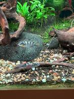 Koppel nannochromis transvestivus dwerg cichlide aquarium, Dieren en Toebehoren, Vissen | Aquariumvissen, Vis