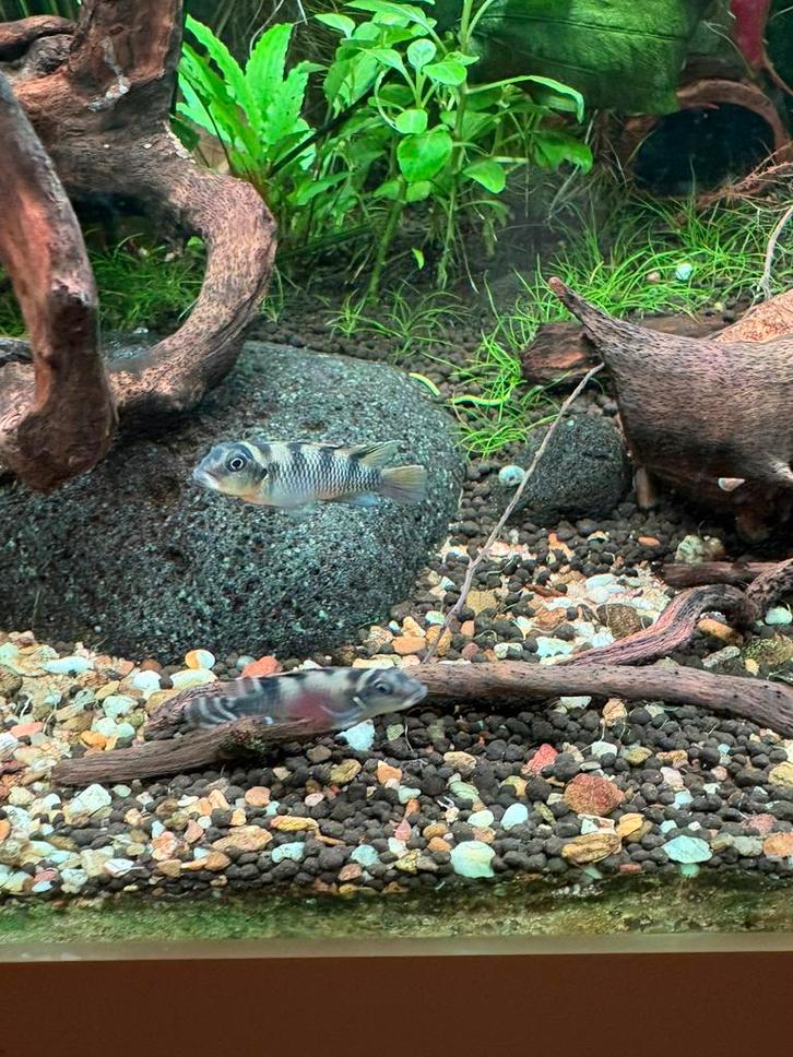 Koppel nannochromis transvestivus dwerg cichlide aquarium, Dieren en Toebehoren, Vissen | Aquariumvissen, Vis