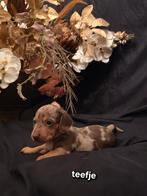 Kaninchen / dwerg teckel pups, Dieren en Toebehoren, Honden | Teckels en Dashonden, Kaninchen, CDV (hondenziekte), 8 tot 15 weken