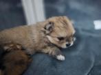 Pomeranian puppy, Dieren en Toebehoren, Honden | Poolhonden, Keeshonden en Oertypen, Keeshond, CDV (hondenziekte), 8 tot 15 weken