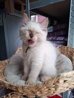 Nog 2 Ragdoll kitten katers met stamboom Choc mogen weg, Dieren en Toebehoren, Katten en Kittens | Raskatten | Langhaar, Meerdere dieren