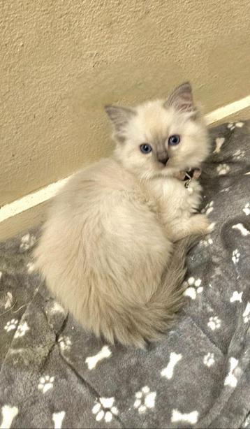 LIEF Ruizuiver Ragdoll Kitten Poesje uit KAMPIOENlijnen beschikbaar voor biedingen