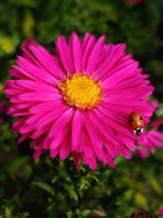 Roze aster zaden, Verzenden, Voorjaar, Volle zon, Zaad