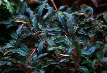 Bucephalandra kedagang (aquariumplant) beschikbaar voor biedingen