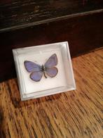 Blauwtje opgezette vlinder, Ophalen of Verzenden, Nieuw, Insect, Opgezet dier