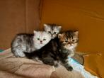 Hele mooie Britse langharige kittens te koop!, Dieren en Toebehoren, Geslacht onbekend, Ontwormd, 0 tot 2 jaar