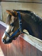 Lieve, energieke menpony, fokmerrie te koop, Dieren en Toebehoren, Pony's, Merrie, Gechipt, L, B pony (1.17m tot 1.27m)