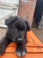 Puppy duidse herder x border collie. Pup kruising, Dieren en Toebehoren, Honden | Herdershonden en Veedrijvers, Overige rassen