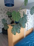 Grote monstera zonder pot, Ophalen, Overige soorten