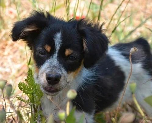 GaGa Animal Care - ARITHA (kan in juni naar NL komen), Dieren en Toebehoren, Honden | Niet-rashonden, Klein, Teef, Particulier