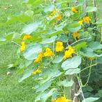 Zaden goudsbloem oost-indische kers venkel, Tuin en Terras, Ophalen of Verzenden, Volle zon, Zaad