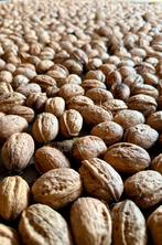 Walnoten - de laatste 5 kilo’s van dit seizoen, Ophalen of Verzenden