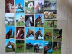 🐎Vintage 23 oude Ansichtkaarten Thema: PAARD/VEULEN., Ophalen of Verzenden, 1980 tot heden, Ongelopen, Paard