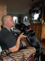 Cane Corso puppy’s te koop, Rabiës (hondsdolheid), Overige rassen, 8 tot 15 weken, Meerdere