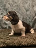 Mooie teckel dame, Kaninchen, CDV (hondenziekte), 8 tot 15 weken, Teef