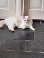Ragdoll  kater met stamboom, Dieren en Toebehoren, Katten en Kittens | Raskatten | Langhaar, Kater, Met stamboom