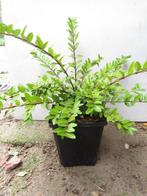 Lonicera pileata. Struikkamperfoelie. Sterke bodembedekker, Bodembedekkers, Vaste plant, Ophalen of Verzenden, Bloeit niet