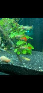 Guppen, Dieren en Toebehoren, Vissen | Aquariumvissen, Vis