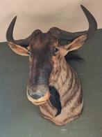 Antieke Blauwe Gnoe (Wildebeest), Huis en Inrichting, Ophalen