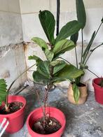 Mooie ficus tabaksplant te koop met pot 150cm hoog, Ophalen of Verzenden