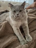 DEKKATER LILAC (niet te koop ), Meerdere dieren, Ontwormd