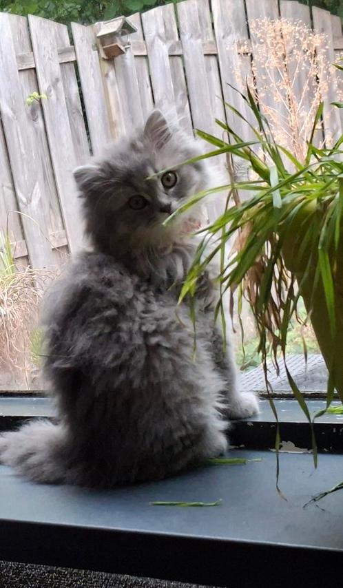 kitten Britse Langhaar & Korthaar kitten, Dieren en Toebehoren, Katten en Kittens | Raskatten | Korthaar, Poes, 0 tot 2 jaar, Ontwormd