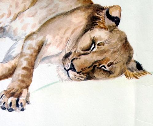 SAFARI, Joy Adamson litho, leeuwen in 4 poses litho 256/560, Antiek en Kunst, Kunst | Schilderijen | Klassiek, Ophalen