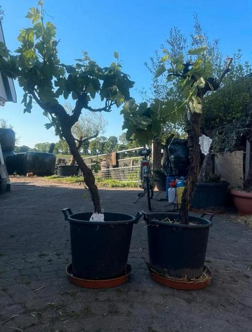 Druiven op stam (110cm ), vitis vinifera' Nero D' avola, Tuin en Terras, Planten | Bomen, Overige soorten, 100 tot 250 cm, Volle zon