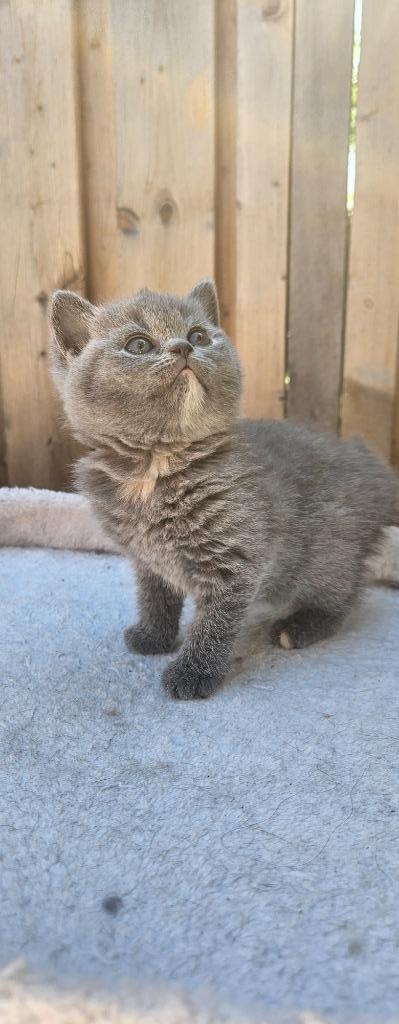 Britse Korthaar poesje grijs half wit kinnetje met stamboom, Dieren en Toebehoren, Katten en Kittens | Raskatten | Korthaar, Poes