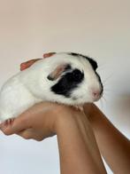 Lieve cavia zeugje, Dieren en Toebehoren, Knaagdieren, Vrouwelijk, Cavia, Na 1 juli 2024, Tam