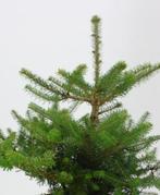 Goedkope coniferen, dennen, sparren, conifeer, den, spar, Tuin en Terras, Ophalen of Verzenden, Conifeer, Haag, 100 tot 250 cm