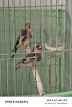 koppel putter parva, Dieren en Toebehoren, Meerdere dieren, Wildzangvogel, Geringd