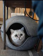 Allerliefste en mooiste Britse korthaar, Dieren en Toebehoren, Katten en Kittens | Raskatten | Korthaar, Poes, Gechipt, 3 tot 5 jaar