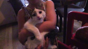 kittens van de boerderij beschikbaar voor biedingen