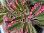 Kalanchoe pink butterfly stekjes 10 voor 5 euro, Ophalen of Verzenden, Halfschaduw, Minder dan 100 cm