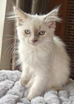 Pluizige lieve ragdoll kitten zoekT  baasje, Dieren en Toebehoren, Katten en Kittens | Raskatten | Langhaar, Meerdere dieren, Ontwormd