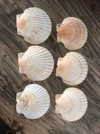 Sint Jacobs schelpen 13 cm Shell, Ophalen of Verzenden